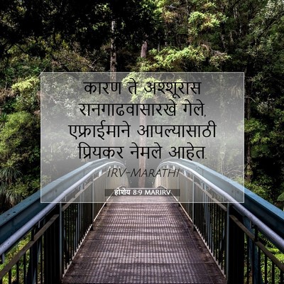 Picture 07 - होशेय 8:9 MARIRV - कारण ते अश्शूरास - Bible Verse Picture