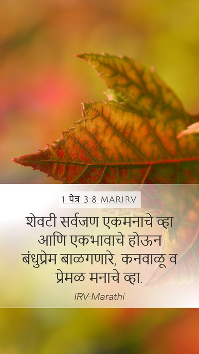 1 पेत्र 3:8 MARIRV Bible Verse Image