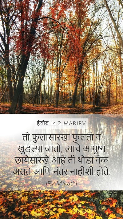 ईयोब 14:2 MARIRV Bible Verse Image