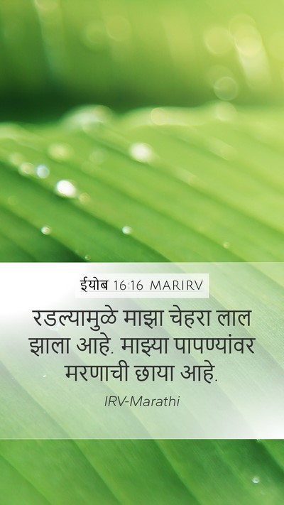 ईयोब 16:16 MARIRV Bible Verse Image