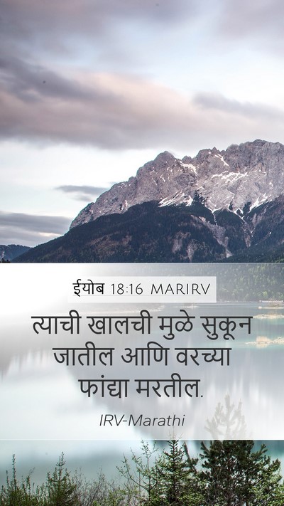 ईयोब 18:16 MARIRV Bible Verse Image