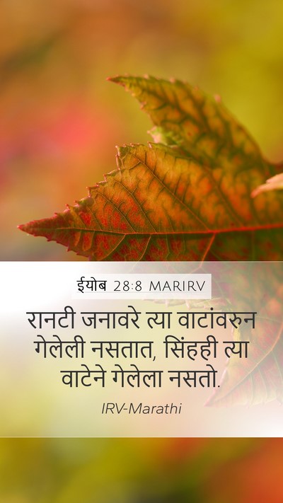 ईयोब 28:8 MARIRV Bible Verse Image