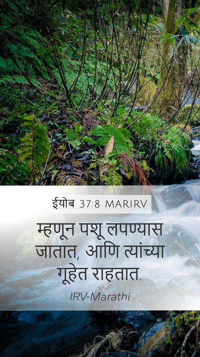 ईयोब 37:8 MARIRV Bible Verse Image