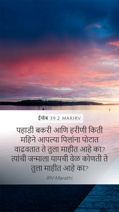 ईयोब 39:2 MARIRV Mobile Phone Wallpaper - पहाडी बकरी आणि - Mobile Bible Verse Wallpaper