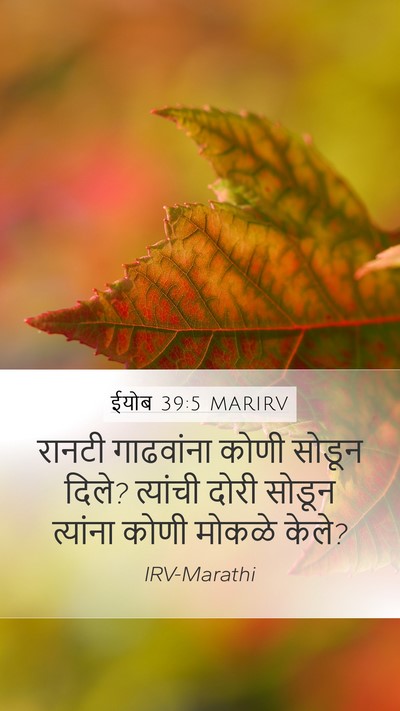 ईयोब 39:5 MARIRV Bible Verse Image