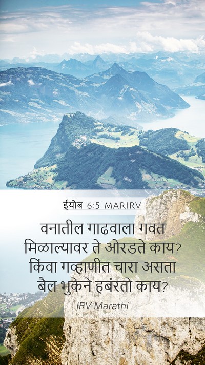 ईयोब 6:5 MARIRV Bible Verse Image
