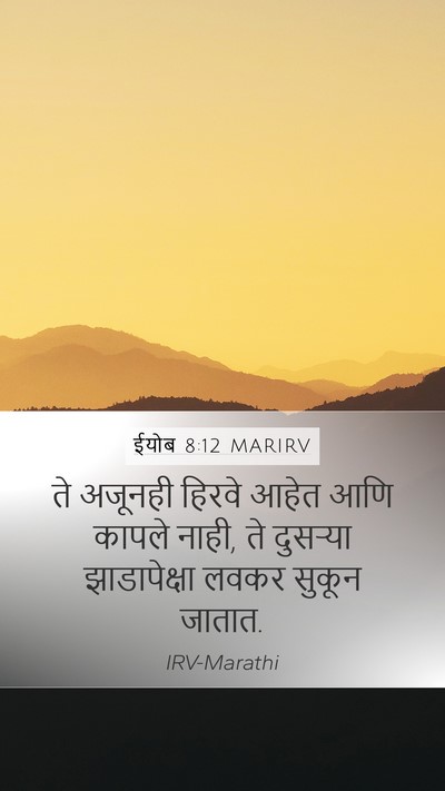 ईयोब 8:12 MARIRV Bible Verse Image
