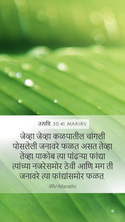 उत्पत्ति 30:41 MARIRV Mobile Phone Wallpaper - जेव्हा जेव्हा - Mobile Bible Verse Wallpaper