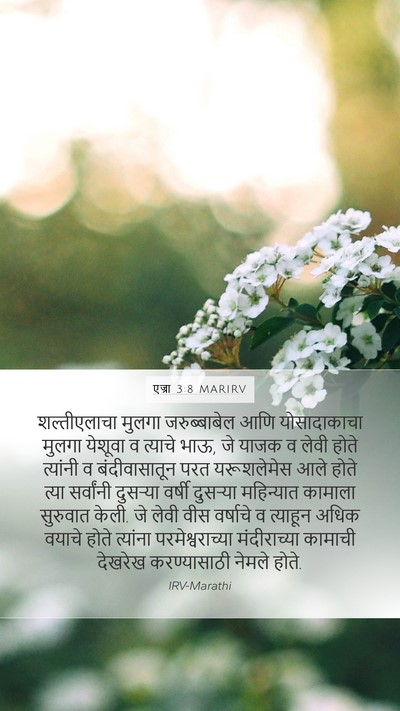 एज्रा 3:8 MARIRV Bible Verse Image
