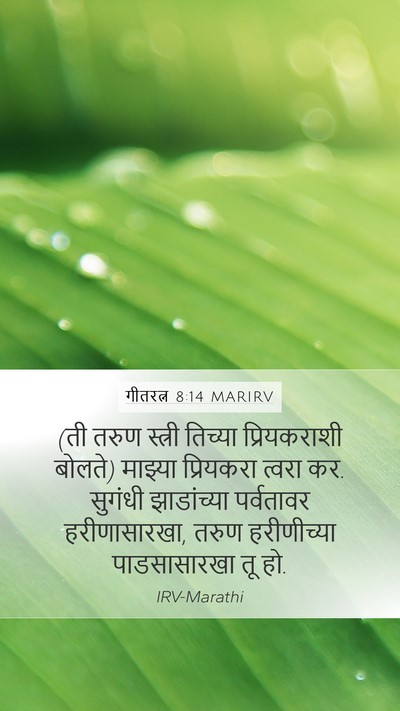 गीतरत्न 8:14 MARIRV Bible Verse Image