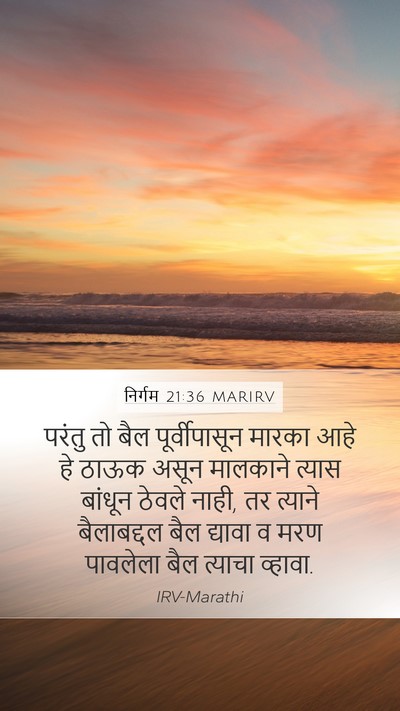 निर्गम 21:36 MARIRV Mobile Phone Wallpaper - परंतु तो बैल - Mobile Bible Verse Wallpaper