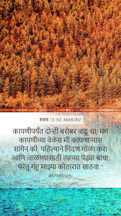 मत्तय 13:30 MARIRV Bible Verse Image