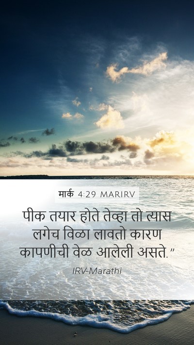 मार्क 4:29 MARIRV Mobile Phone Wallpaper - पीक तयार होते - Mobile Bible Verse Wallpaper