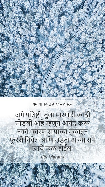 यशया 14:29 MARIRV Bible Verse Image