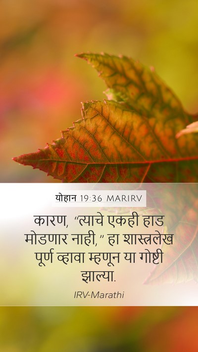 योहान 19:36 MARIRV Bible Verse Image