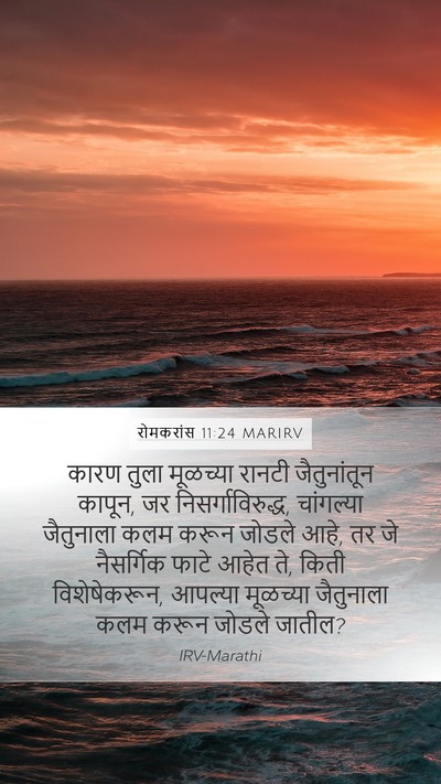 रोमकरांस 11:24 MARIRV Bible Verse Image