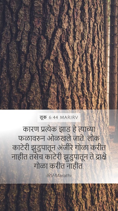 लूक 6:44 MARIRV Mobile Phone Wallpaper - कारण प्रत्येक झाड - Mobile Bible Verse Wallpaper