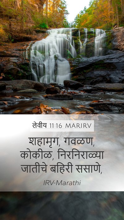लेवीय 11:16 MARIRV Mobile Phone Wallpaper - शहामृग, गवळण, - Mobile Bible Verse Wallpaper