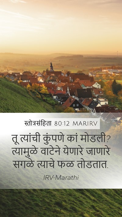 स्तोत्रसंहिता 80:12 MARIRV Mobile Phone Wallpaper - तू त्यांची कुंपणे - Mobile Bible Verse Wallpaper